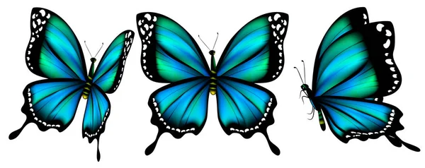 Set Three Blue Butterflies Design Elements — Stock Photo, Image