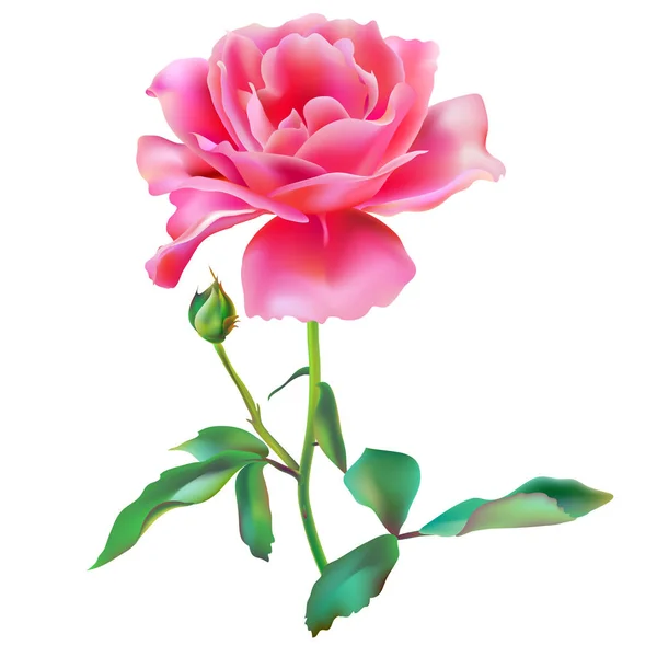 Bela Rosa Rosa Flor Isolada Fundo Branco — Vetor de Stock