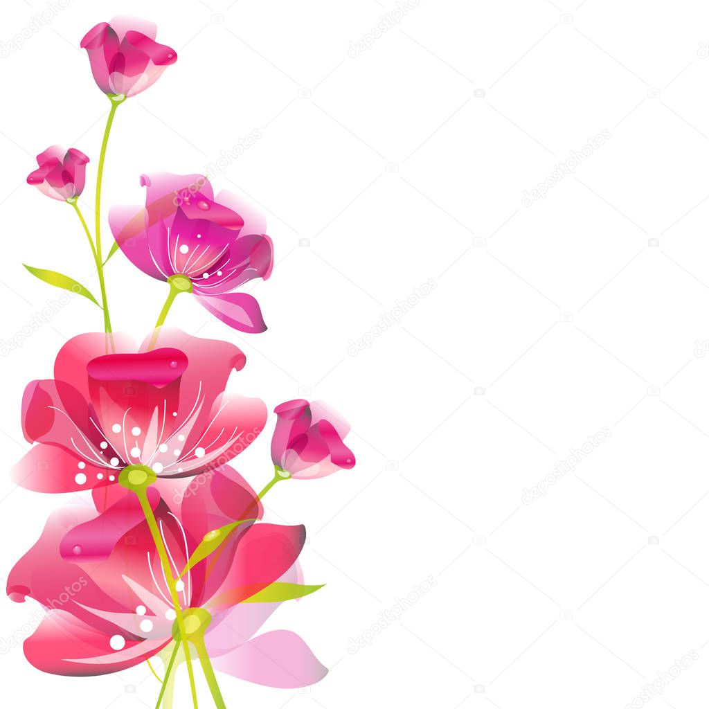 Bright pink roses isolated on white background