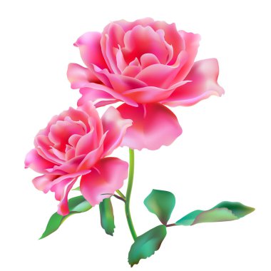 Beyaz arka plan üzerinde izole parlak pembe güller