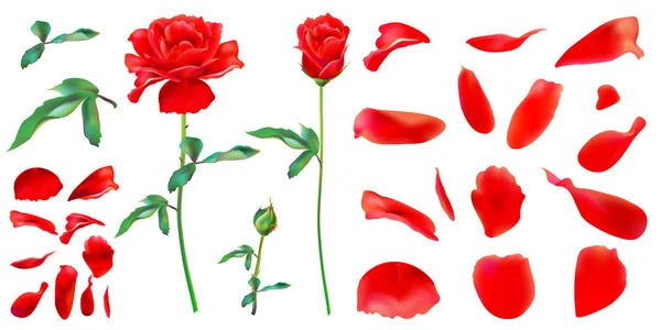 Яскраві Рожеві Троянди Ізольовані Білому Тлі — стокове фото
