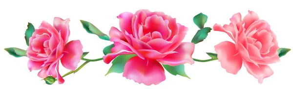 Rosas Rosa Brilhantes Isoladas Sobre Fundo Branco — Vetor de Stock