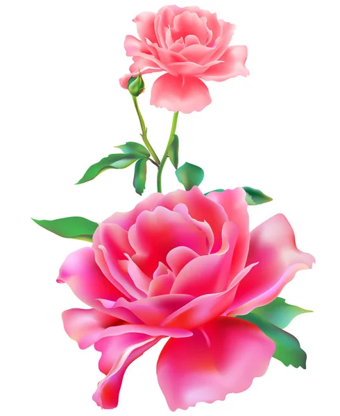 Rosas Rosadas Aisladas Sobre Fondo Blanco — Vector de stock