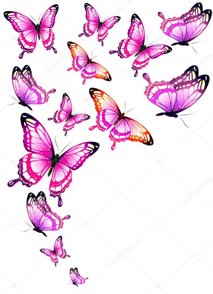 Bright colorful pink butterflies isolated on white background