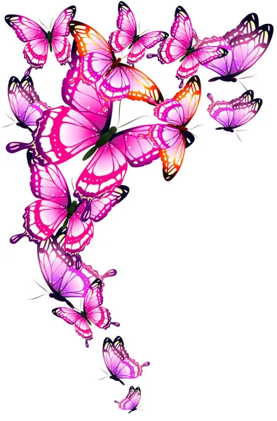 Bright Colorful Pink Butterflies Isolated White Background — Stock Vector