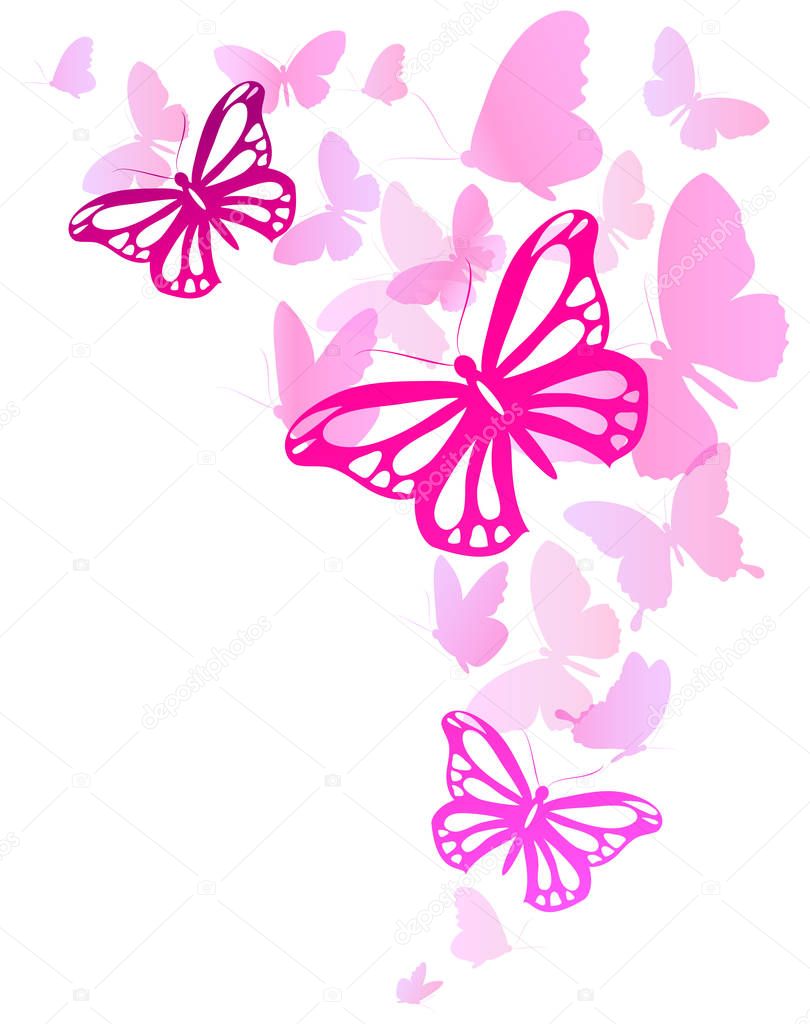 Bright colorful pink butterflies isolated on white background