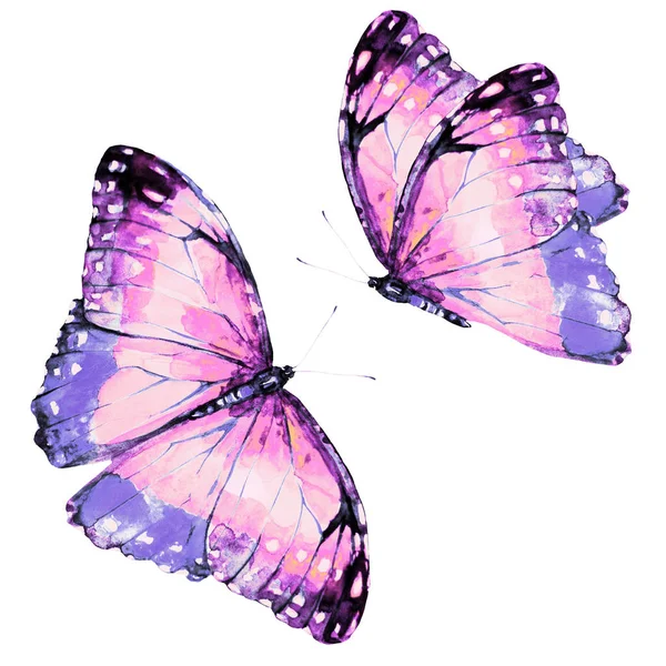 白い背景に手描きの水彩蝶のセット — ストック写真
