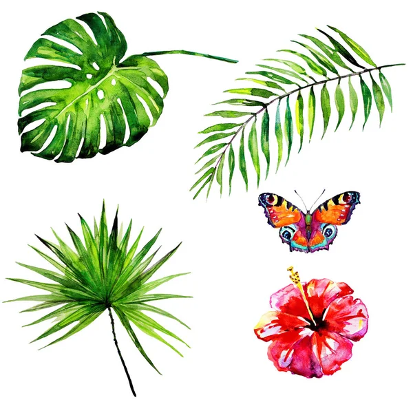 Hojas Palma Tropical Dibujadas Mano Flor Mariposa Sobre Fondo Blanco — Foto de Stock