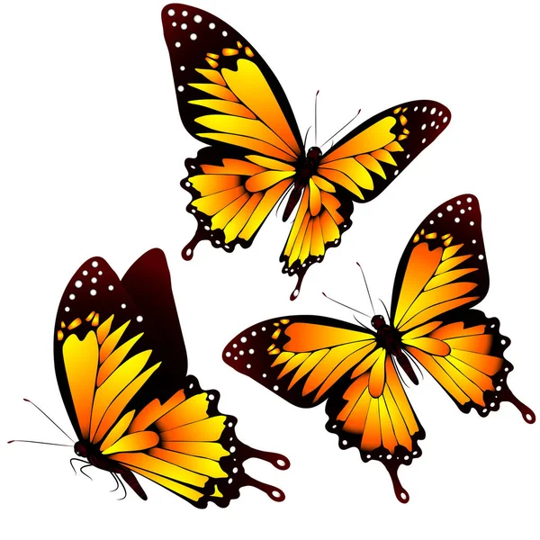 Élénk Színes Narancssárga Pillangók Elszigetelt Fehér Háttér — Stock Vector