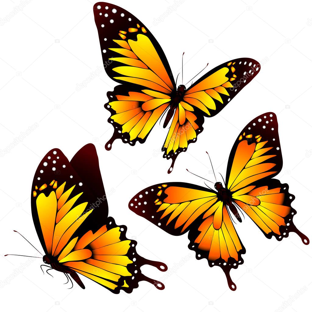 Bright colorful orange butterflies isolated on white background