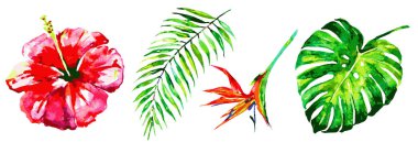 Beyaz arka plan üzerinde suluboya hawaii çiçek ve palmiye yaprakları seti 