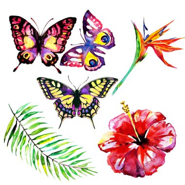 Beyaz arka planda el çizilmiş suluboya tropikal çiçekler ve kelebekler 