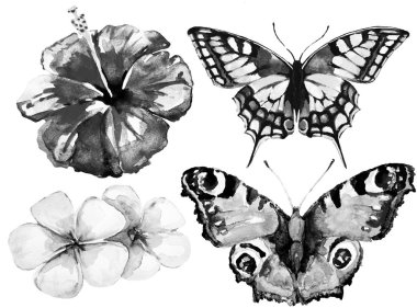 Beyaz arka planda el çizilmiş suluboya tropikal çiçekler ve kelebekler 