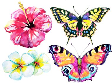 Beyaz arka planda el çizilmiş suluboya tropikal çiçekler ve kelebekler 