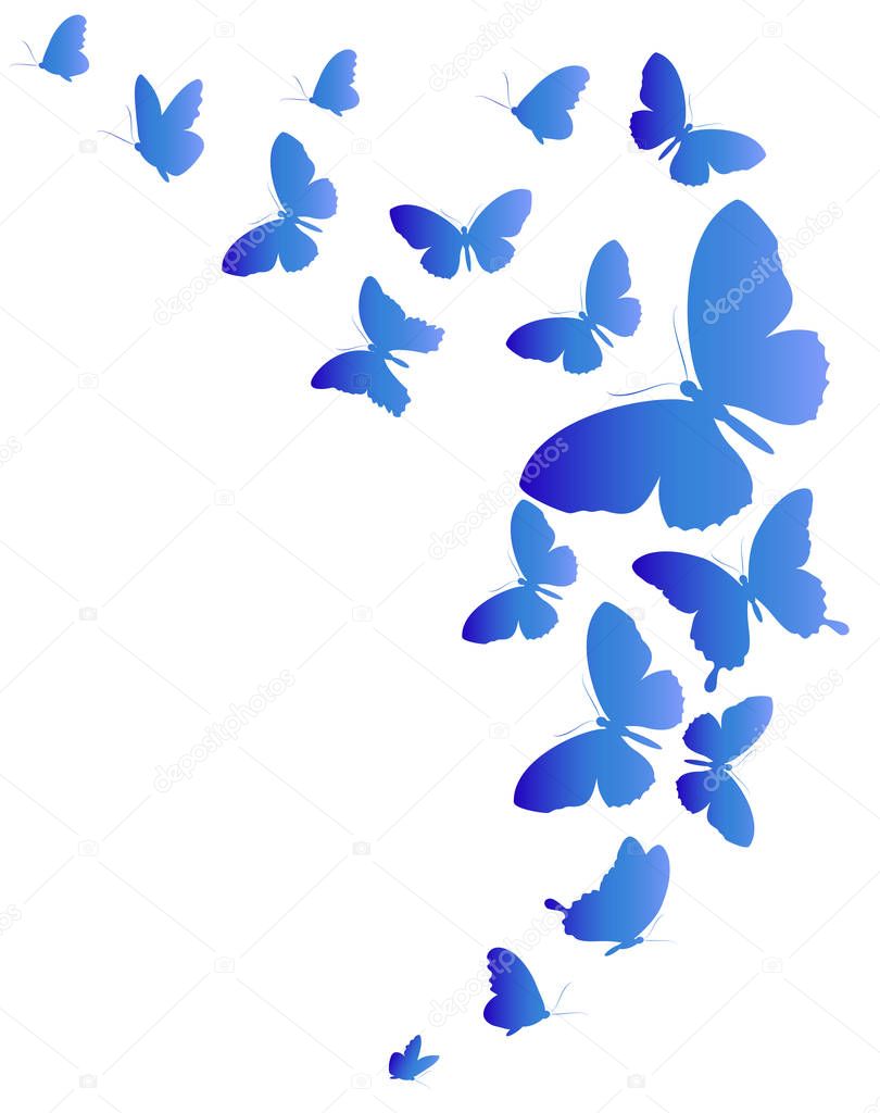 blue butterflies isolated on white background