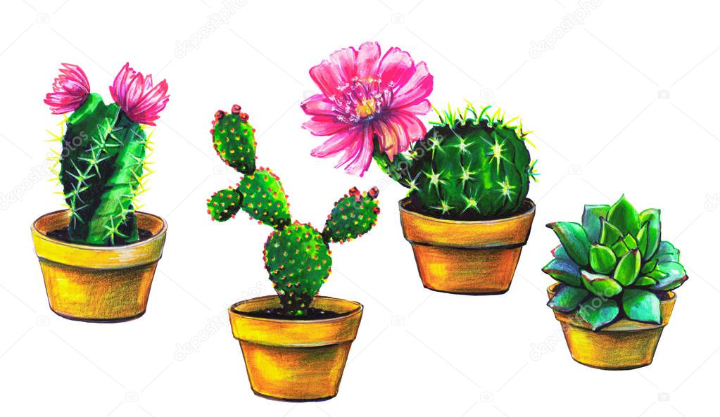 set of succulent cactuses isolated on white background