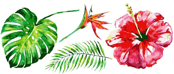 Conjunto Flores Hawaianas Acuarela Hojas Palma Sobre Fondo Blanco —  Fotos de Stock