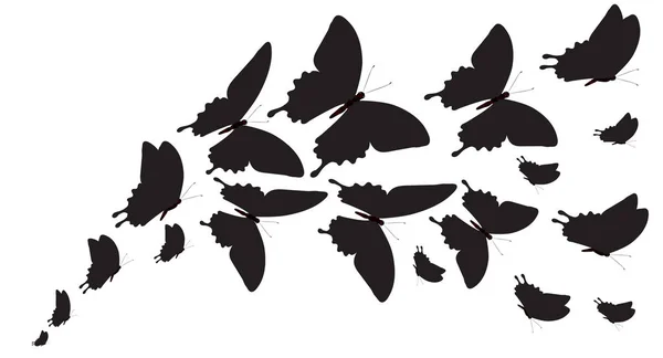 Papillon Noir Isolé Sur Blanc — Image vectorielle