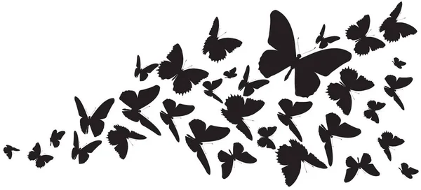 나비는 — 스톡 사진