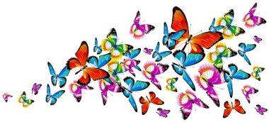 siyah kelebek, beyaz izole