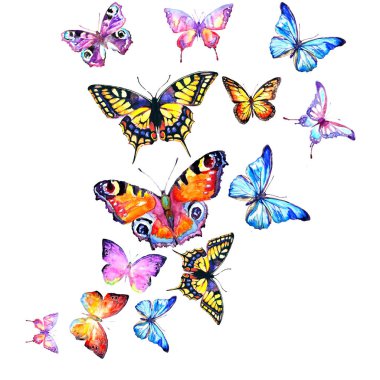 güzel kelebek, suluboya, beyaz izole