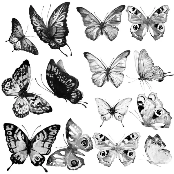 Krásná Motýlka Černá Bílá Akvarel Izolovaná Bílém — Stock fotografie