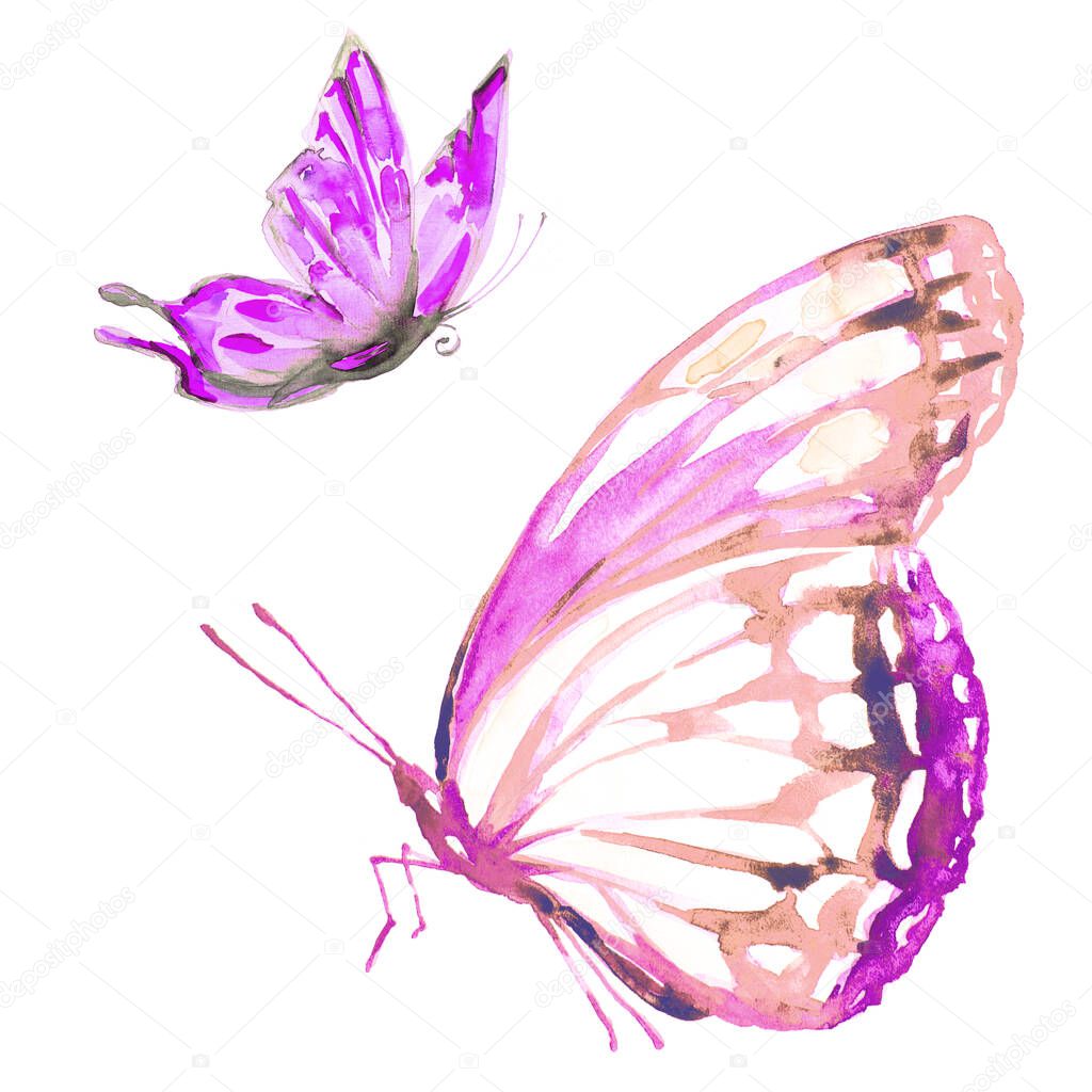 bright colorful butterflies flying isolated on white background, spring concept 