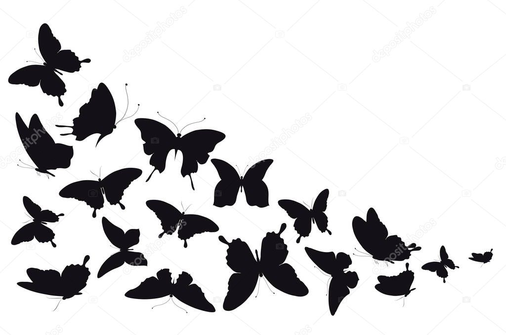 Set of black butterflies isolated on white background, summer concept 