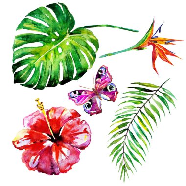 güzel çiçek ve parlak renkli kelebekler beyaz arka planda yalıtılmış, bahar konsepti 