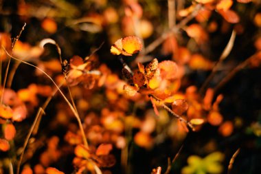 Güz mevsiminde yaprak ve ağaç Güzel altın saat ışığında