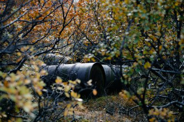 Ormanda eski paslı ve sızdıran bir yağ fıçısı bulundu.