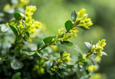 Genç açık yeşil dallar