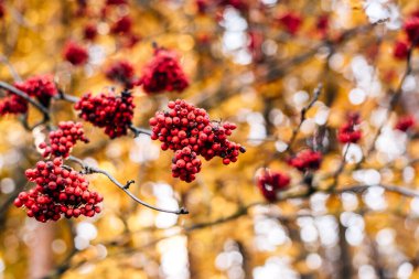 Sonbaharın sonlarında parlak ve sulu kırmızı dağ külleri