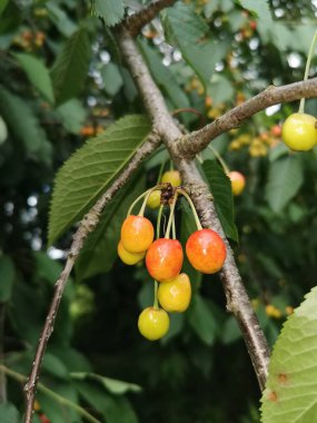 Güneşli bir günde ağaçta olgunlaşmamış yeşil kiraz.