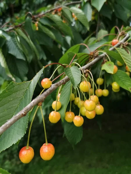 Güneşli bir günde ağaçta olgunlaşmamış yeşil kiraz.