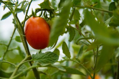 Kırmızı domates görebileceğin bir domates bitkisi..