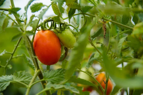 Kırmızı domates görebileceğin bir domates bitkisi..