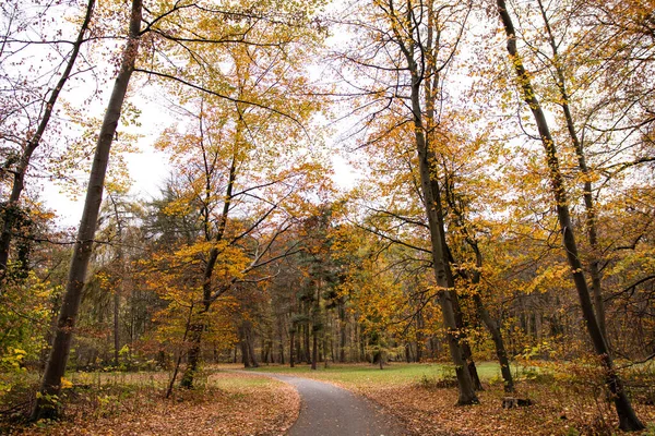 Autumn Deserted Park Road Yellow Trees Lindenthaler Tierpark Colónia Alemanha — Fotografia de Stock