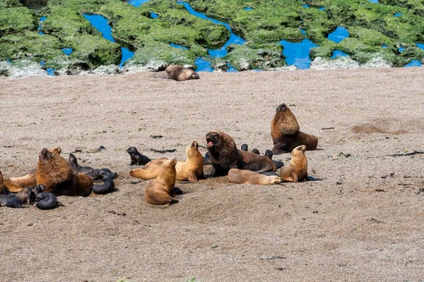 Beautiful sea lions dwelling in a natural national park reserve near Puerto Madryn in Valdes Peninsula in Argentina. Wild life nature image showing Patagonian animals in their natural habitat