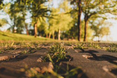 Ağaçlar ve kaldırımlar parktaki yeşil çimlerin üzerinde sabah