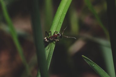 Çimlerin üzerinde sürünen karıncayla yakın görüş