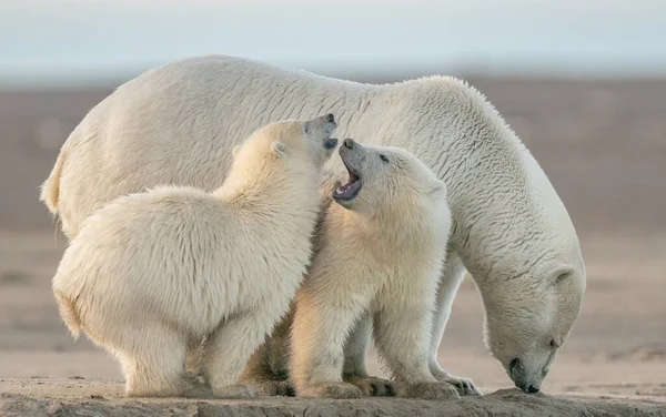 Två söta fluffiga vita isbjörnar leker med varandra och sin mamma — Stockfoto