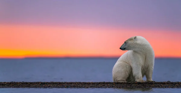 En isbjörn som sitter på packis och vrider på huvudet under solnedgången — Stockfoto