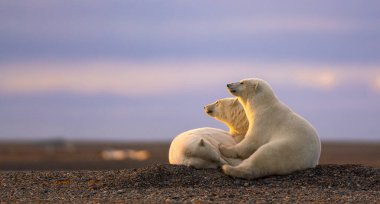 Three cute fluffy white polar bears watching the sunset in natural habitat clipart