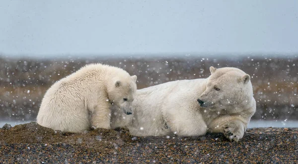 En isbjörnsmamma som tar hand om sin unge under snö — Stockfoto
