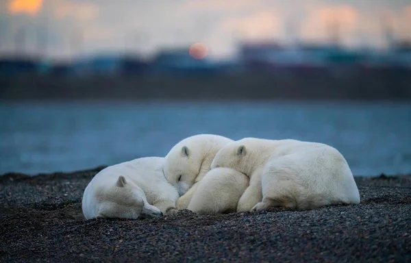 Três lindos ursos polares brancos fofos dormindo um sobre o outro — Fotografia de Stock