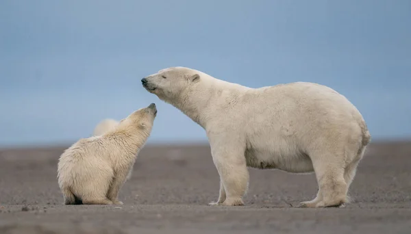 Um filhote de urso polar beijando sua mãe com um sorriso em seu rosto — Fotografia de Stock