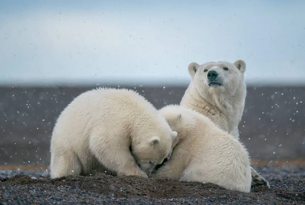 两只可爱的毛茸茸的白北极熊彼此玩耍，还有它们的妈妈 — 图库照片