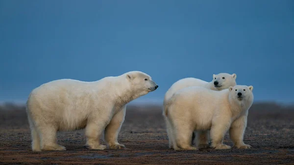 Tre söta fluffiga vita isbjörnar i naturlig miljö — Stockfoto