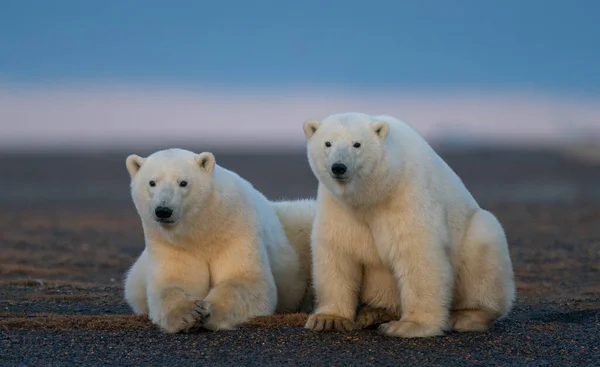 Två söta fluffiga isbjörnar inför kameran liggande i naturlig miljö — Stockfoto